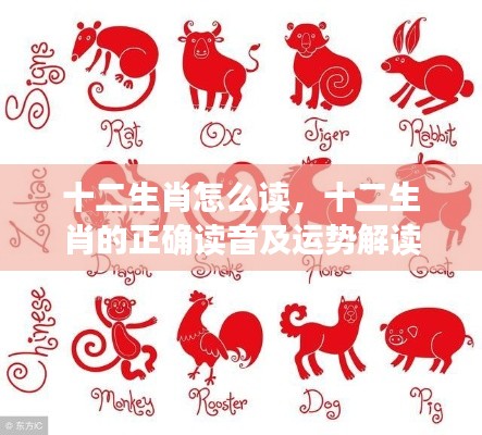 十二生肖读音指南与运势深度解读