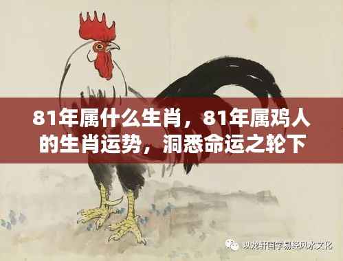 揭秘生肖运势，揭秘属鸡人的命运机遇与挑战，探寻生肖鸡在命运之轮下的表现