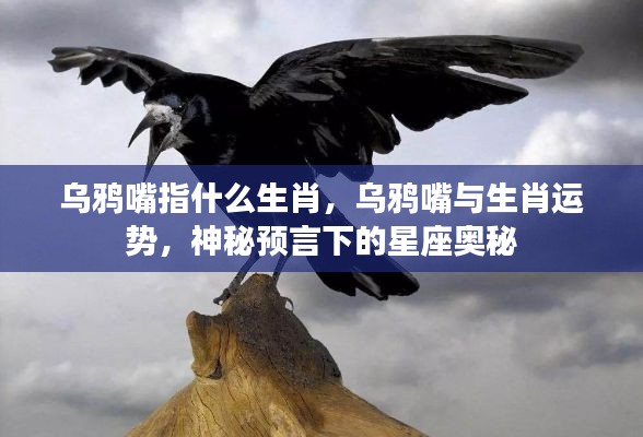 乌鸦嘴与生肖运势，揭秘星座奥秘中的预言力量